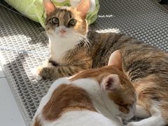 -瑞鹏宠物医院·骨科·猫科·内科(第一中心)
