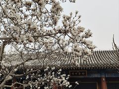 -颐和园