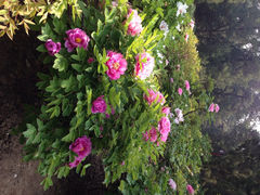 iphone_upload_pic-景山公园