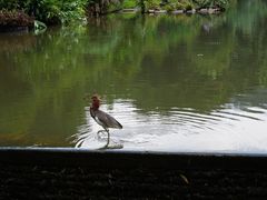 -深圳仙湖植物园