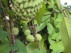 -云溪植物园