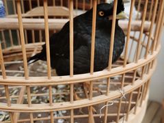 -丽江庭院·云南野生菌·海鲜火锅(鼓楼四合院店)