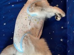 -萌兽医馆·犬猫专科·眼科中心·宠物医院(朝阳门分院)