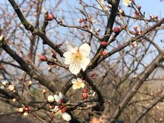 -林屋梅海青梅保护基地