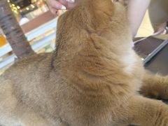 -藏猫猫咖啡主题馆(中央大道店)