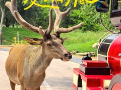 -北京野生动物园