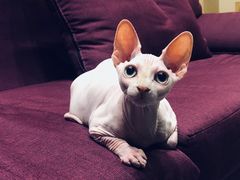 -爱妮康宠物医院·干细胞免疫细胞·肿瘤·心脏(张江店)