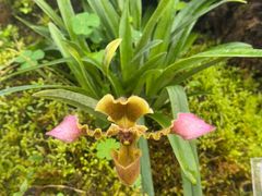 -国家植物园南园