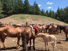 -塞罕坝国家级自然保护区