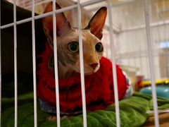 -猫色咖啡·猫咖