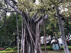 -白鹭洲公园