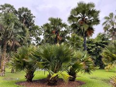 -中国科学院西双版纳热带植物园