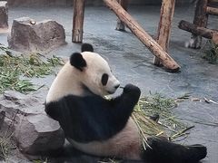 -上海野生动物园