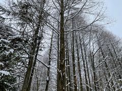 -武陵山森林公园