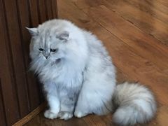 -猫友咖啡店(玉林西路店)