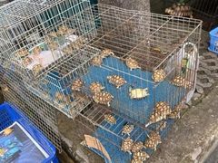 -普吉镇
