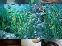 -上海海洋水族馆