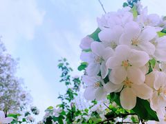 -海棠花溪(元大都城垣遗址公园)