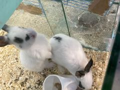 -宠物星动物医院·眼科·异宠·猫科(江南大道总院)