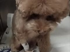 -美联众合动物医院·24h京西诊疗中心