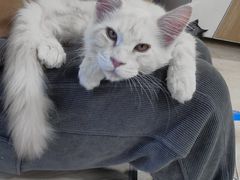 -十年猫舍·猫咪专门店(普陀店)
