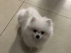 -多卡布奇宠物生活馆(上林世家店)