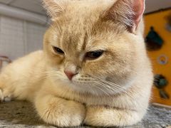 -平行世界·猫咖(首经贸店)