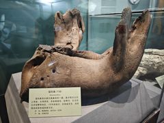 -河南自然博物馆