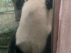 -成都动物园