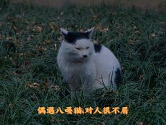 -西园寺