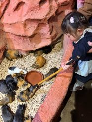 -Zoolung Zoolung动物主题公园(海信广场店)