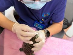 -北京观赏动物医院·24小时大型综合·猫专科·异宠专科