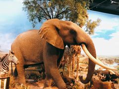 -陕西自然博物馆