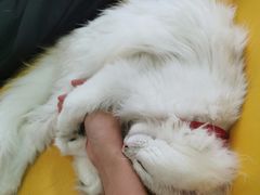 -猫在这儿猫咪咖啡馆·撸猫馆