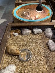 -酷嗒动物文化乐园(cutezoo西溪乐天城店)