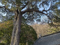 -青岛崂山太清宫