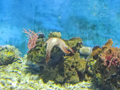 -太平洋海底世界