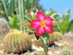 -亚龙湾国际玫瑰谷