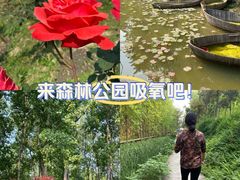 -合肥滨湖国家森林公园