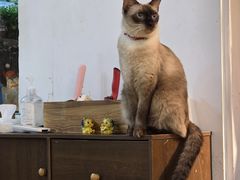 -李小姐の猫咖啡馆(五角场店)