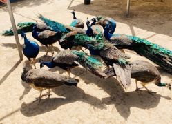 -萌宠亲子动物乐园(槐房万达店)