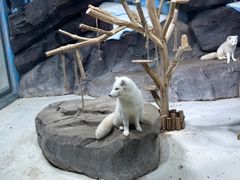 -海合安青岛极地海洋公园