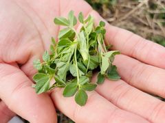 -汉长安城未央宫国家考古遗址公园