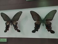 -上海昆虫博物馆