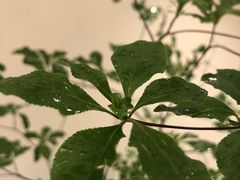 -双季花艺园艺市场(浦东店)