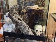 -Rabbit Cafe私房西餐甜点咖啡(栖霞路店)