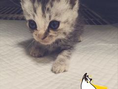 -仁华宠物医院(青羊店)