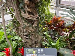 -北京植物园-展览温室