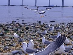 -星海湾跨海大桥