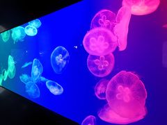 -成都浩海立方海洋公园